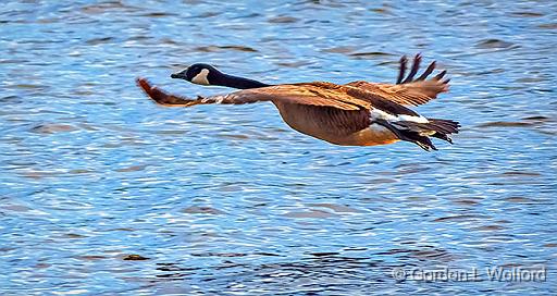 Goose In Flight_DSCF6327.jpg - Canada Geese (Branta canadensis) photographed along the Rideau Canal Waterway at Smiths Falls, Ontario, Canada.